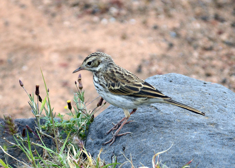 Pispola di Berthelot - Anthus berthelotii